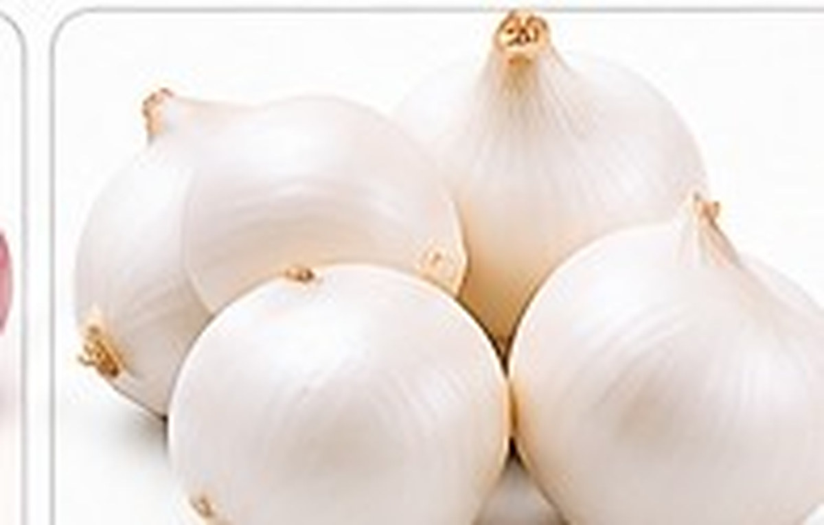 White Onion photo